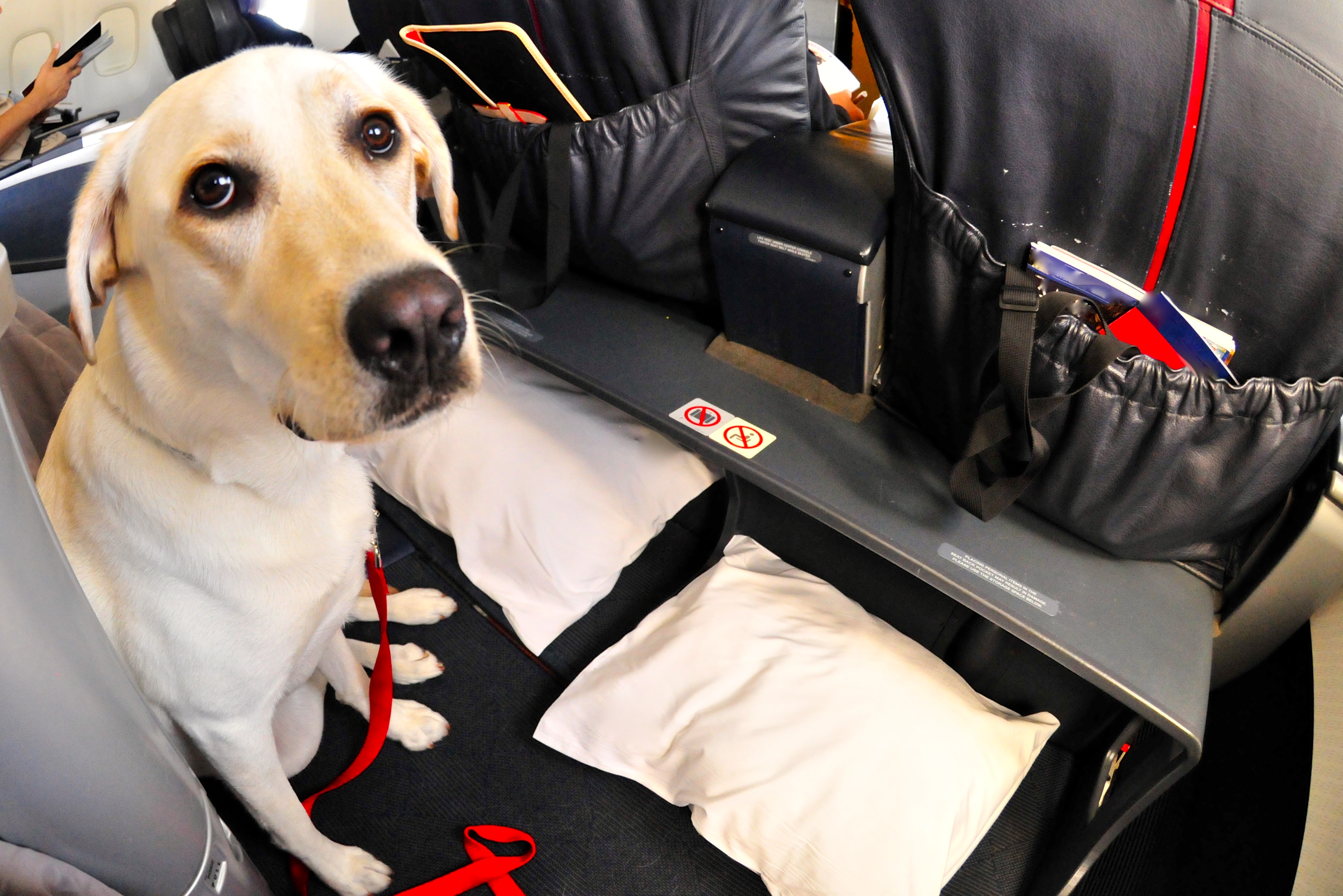 Hund mit Leine im Flugzeug