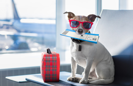 Hund mit Sonnenbrille, Flugticket und Koffer