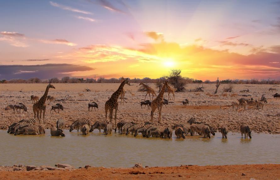 Girafen und Zebras bei Sonnenaufgang an einem Wasserloch in Afrika.