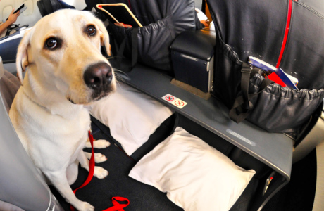 Dog on a plane