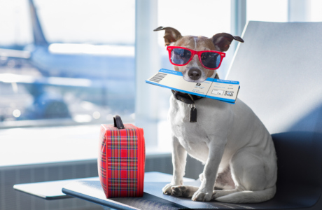 Dog at the airport with flight ticket