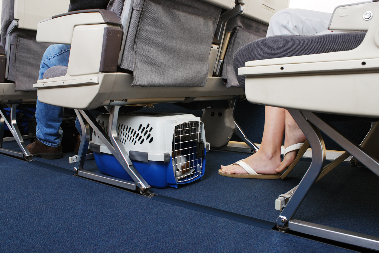 Eine Hundebox befindet sich unter einem Flugzeugsitz, in ihr schläft ein kleiner Hund.